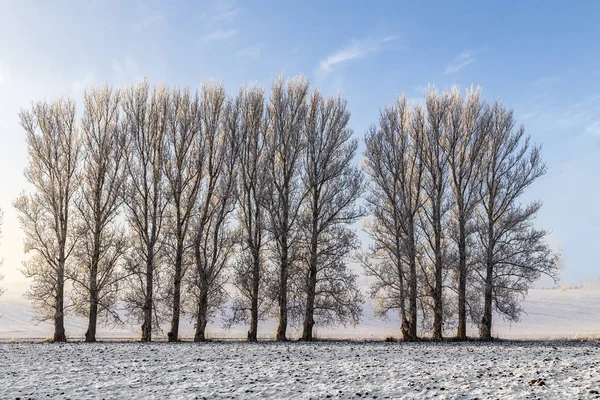 雪の中で白い氷木覆われた風景 — ストック写真