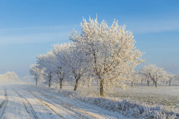 Árboles helados blancos en el paisaje cubierto de nieve — Foto de Stock