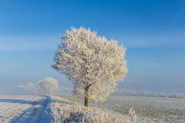 Vita isiga träd i snö täckta landskap — Stockfoto