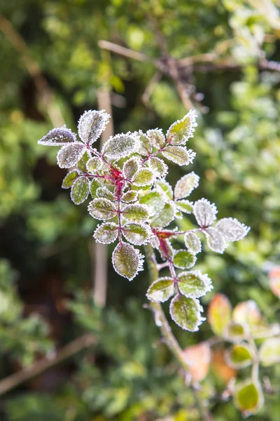 A jég-kristály levelek Rózsa — Stock Fotó