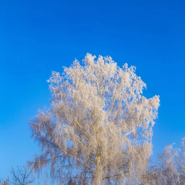 Bouleau congelé dans le paysage hivernal — Photo