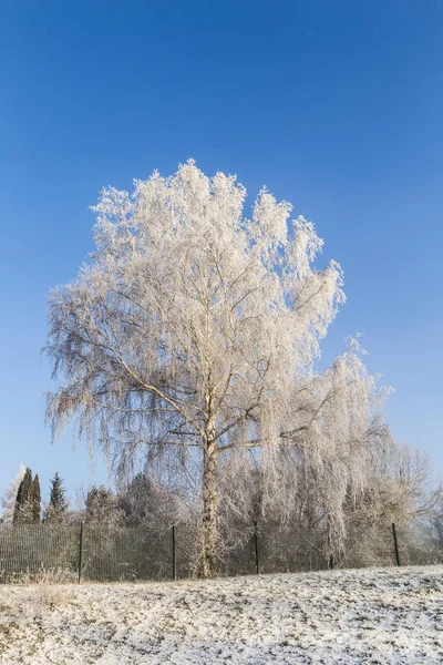 Замороженная береза в зимнем пейзаже — стоковое фото