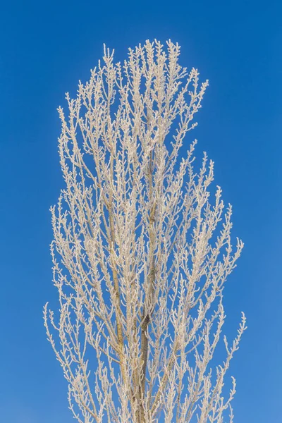 Árvores planas com geada de hoar com feixe de sol profundo — Fotografia de Stock