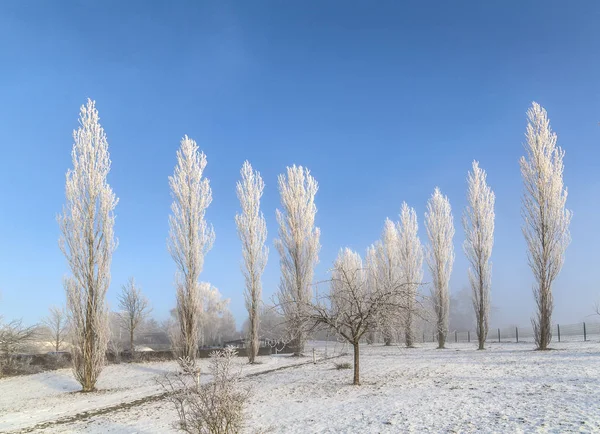 Plataner med hoar frost med djupa sunbeam — Stockfoto
