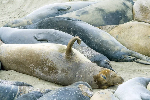 浜の海のライオンズ — ストック写真