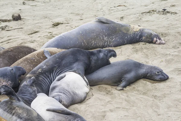 Sea lions at the beach — Stock Photo, Image