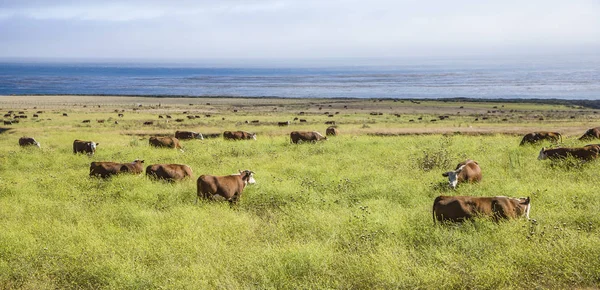 Krávy pasou čerstvou trávu na louce v andrew molina státní park — Stock fotografie