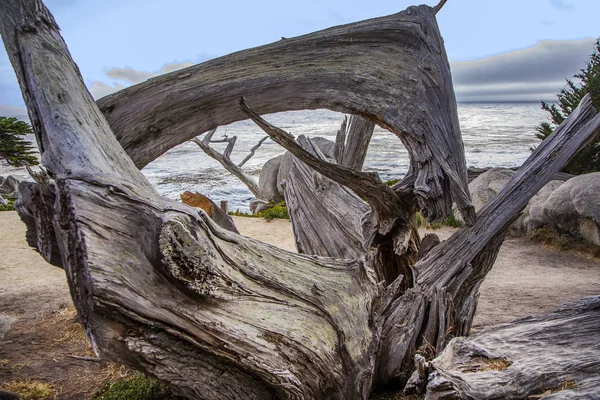 Árvore velha na praia perto do ponto Lobos — Fotografia de Stock