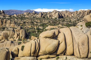 Jumbo rock Joshua Tree National Park