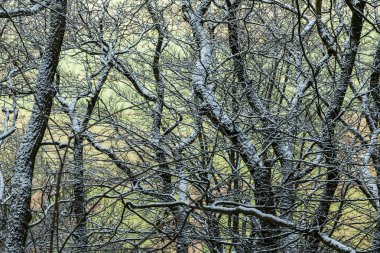 orman içinde kar köknar ağaçlarıyla