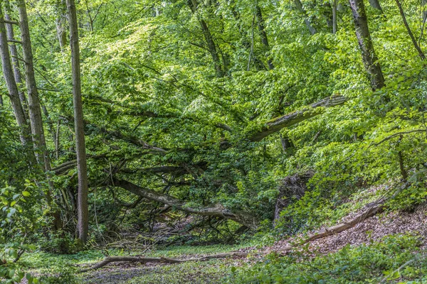 Połamanych drzew o ścieżkę w dzikim lesie — Zdjęcie stockowe