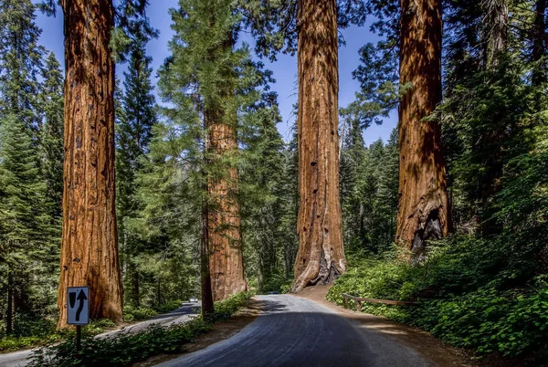 Famosi grandi alberi di sequoia — Foto Stock