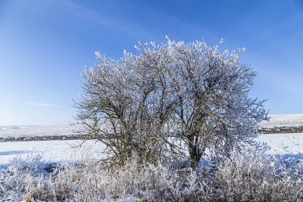 Alberi ghiacciati bianchi nel paesaggio innevato — Foto Stock