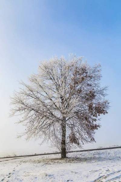 Bétula congelada na paisagem de inverno — Fotografia de Stock