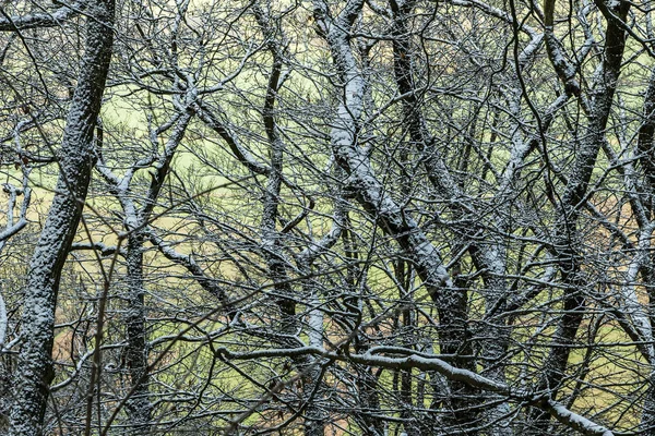 雪の中でモミの木と森 — ストック写真
