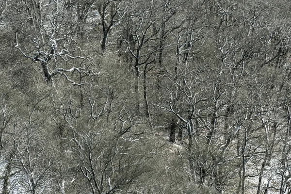 Árboles en invierno con nieve —  Fotos de Stock