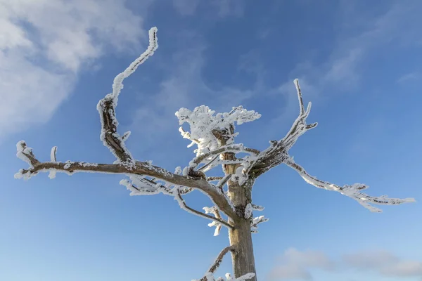 Detalhe de árvore com neve — Fotografia de Stock