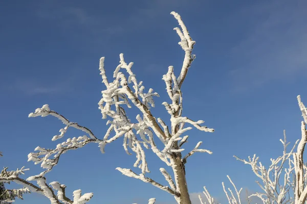 Kar ile ağacının ayrıntı — Stok fotoğraf
