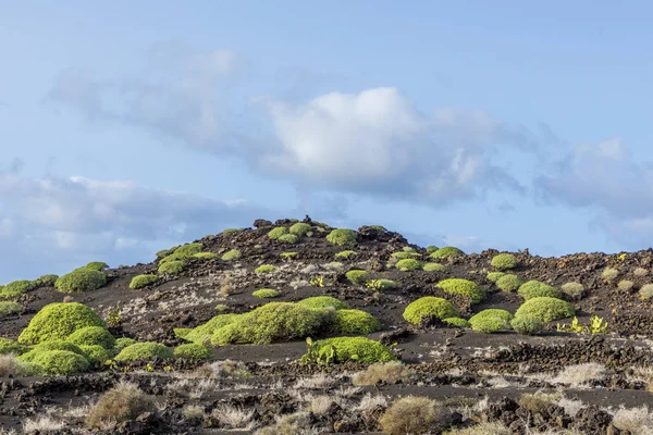 Paisagem vulcânica no parque nacional de timanfaya, Lanzarote — Fotografia de Stock
