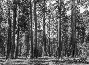 Ormanda sequoia ağacı