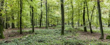 meşe ağaçları desen harmonik görüntüleme