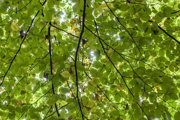 Fundo de folhas verdes na floresta — Fotografia de Stock