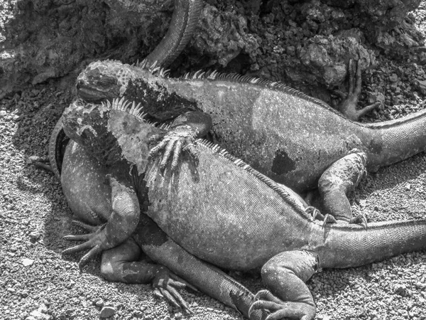 Iguanas marinhas na ilha de Santiago em Galápagos — Fotografia de Stock