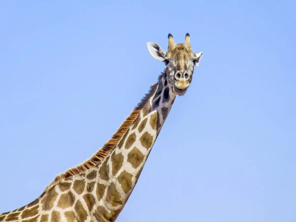 Giraff i Kgalagadi gränsöverskridande Park — Stockfoto