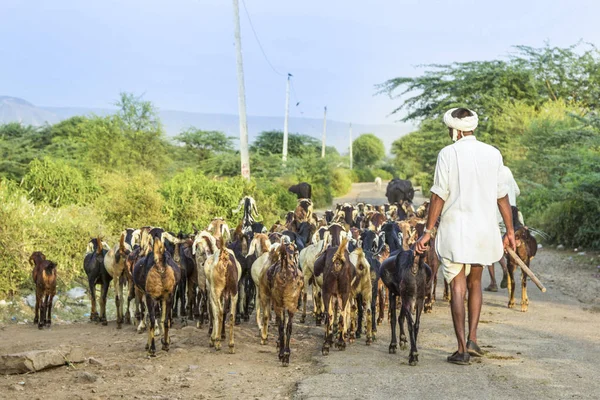 Portero de cabra presta atención a sus cabras — Foto de Stock