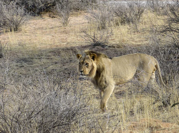 Löwenmännchen in der Savanne — Stockfoto
