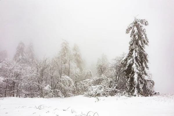 Des pins dans la neige devant un blizzard — Photo