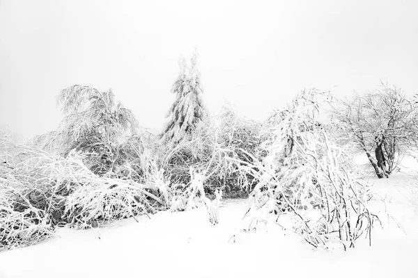 Çam ağaçlarının bir blizzard önünde karda — Stok fotoğraf