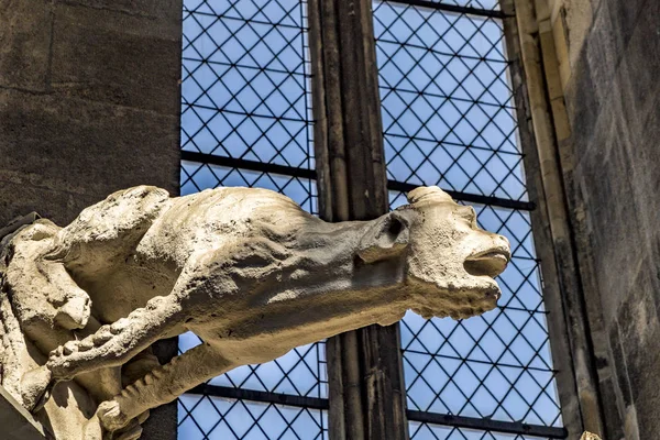 Gargoyle (water-spout) of Stephansdom Wien (St. Stephen's Cathed — Stock Photo, Image