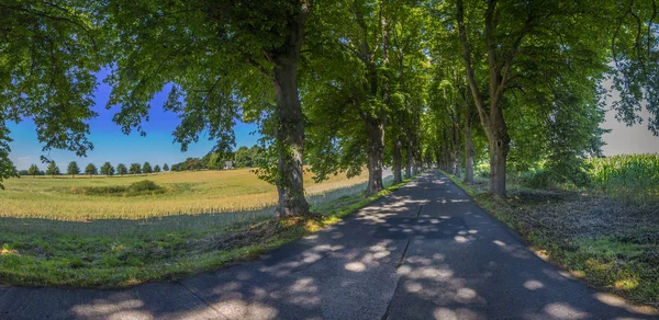 Vicolo alberato nell'isola di Usedom — Foto Stock