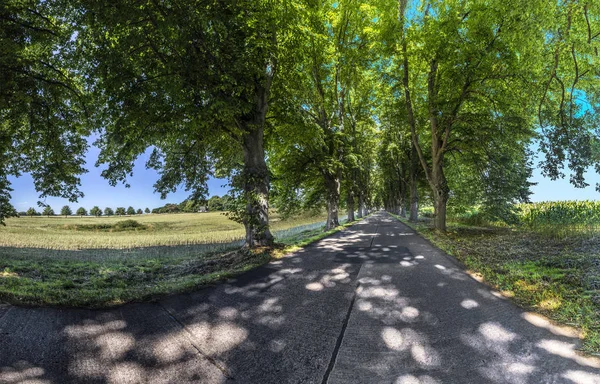 Allée des arbres dans l'île d'Usedom — Photo