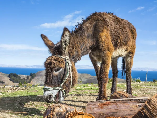 Esel auf der Isla del Sol, dem Titicacasee — Stockfoto