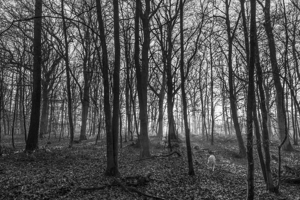 дубовый лес на солнце
