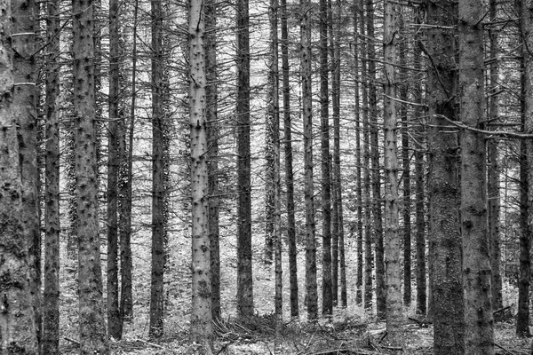 Гармоничный узор молодых деревьев во французском лесу — стоковое фото