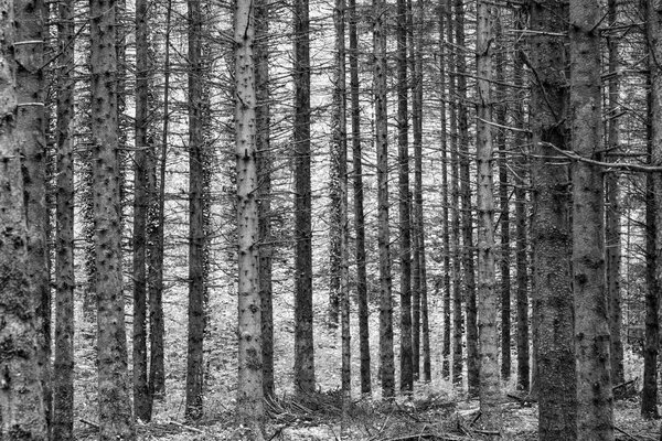 Harmonic pattern of young trees in the french forest at Le Frasnois