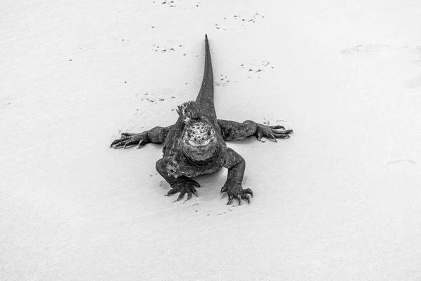 Iguana marina en la playa — Foto de Stock