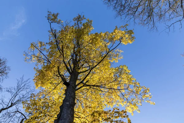 Folhas amarelas de árvore no outono abaixo do céu azul — Fotografia de Stock