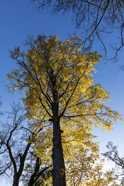 Yellow leaves of tree in autumn under blue sky — Stock Photo, Image