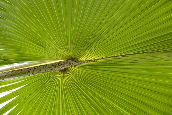 Groene bladeren van palmbomen — Stockfoto