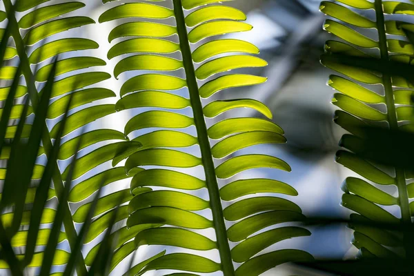 Green leaves of palm tree — Stock Photo, Image