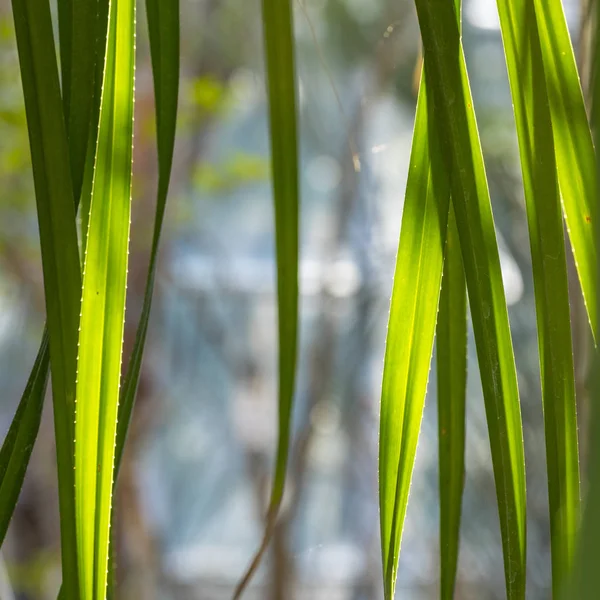 Groene bladeren van palmbomen — Stockfoto