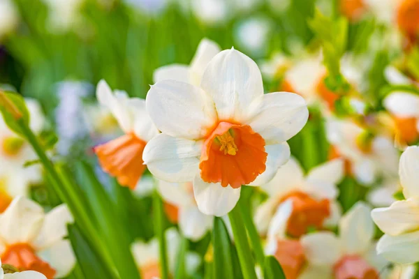 Narcisos da Páscoa — Fotografia de Stock