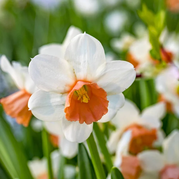 Πάσχα daffodils — Φωτογραφία Αρχείου