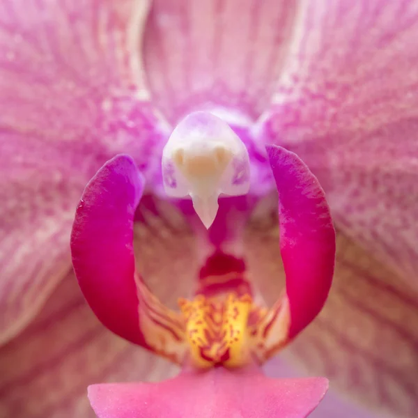 Bocciolo di orchidea rosa — Foto Stock