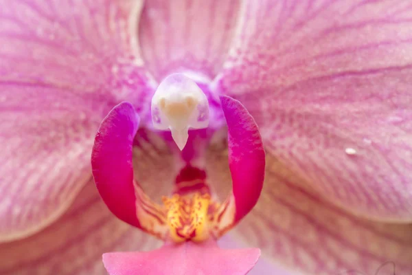 Рожевий бутон орхідеї — стокове фото