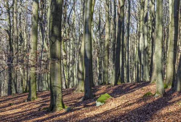 Les v zimě s listy v barvách Babí léto — Stock fotografie